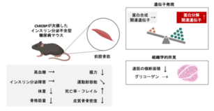 ダイアベティス(糖尿病)に伴う筋肉の衰えを防ぐ仕組みを解明