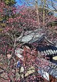 足利学校の寒紅梅見頃　足利