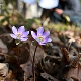 春ささやく雪割草　みかも山公園で開花【動画】
