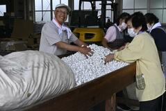 高品質春蚕の繭 計516キロを出荷