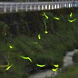 ほのかな光に癒やし　那須烏山でホタル舞う　観賞イベントも開催