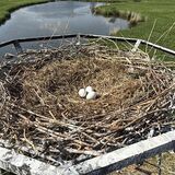 栃木市内初のひな誕生願う　コウノトリ托卵作業　別のペアの有精卵と交換