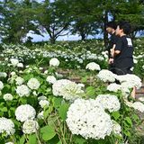 鹿沼・花木センターでアナベル満開　風に揺れる1300株、斜面白色に染める
