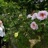 那須塩原の古刹に広がる極彩色、大輪のボタンや新緑が「まばゆい景色」　30日までイベントも
