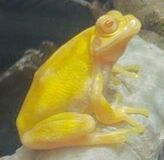 金色のニホンアマガエル登場　大田原・県なかがわ水遊園　子どもたちから“メダル級”の注目