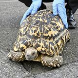 真岡の会社敷地でカメ捕獲　真岡署「人懐こい」　拾得物として飼い主探す