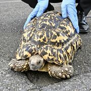 真岡の会社敷地でカメ捕獲　真岡署「人懐こい」　拾得物として飼い主探す