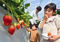 イチゴ狩り　鹿沼