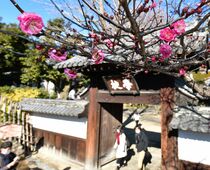足利学校で寒紅梅見頃