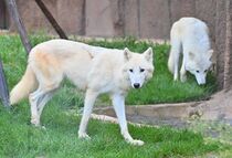 白いオオカミ公開　那須どうぶつ王国