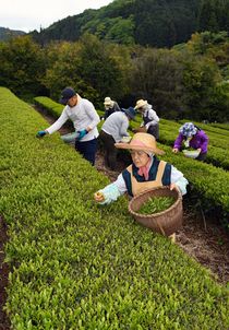 新茶の茶摘み