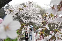 太平山で桜満開