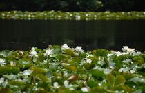 市貝・多田羅沼でスイレン見頃