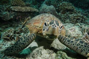 アオウミガメ、絶滅恐れ低下
