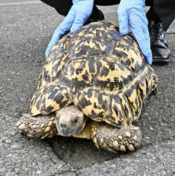 真岡の会社敷地で体長50cmのカメ捕獲 真岡署が拾得物として飼い主探す
