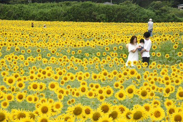 鮮やかに咲き誇るヒマワリ