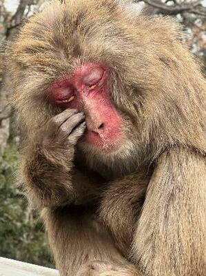 　淡路島モンキーセンターで目元をかくサル＝１９日、兵庫県洲本市