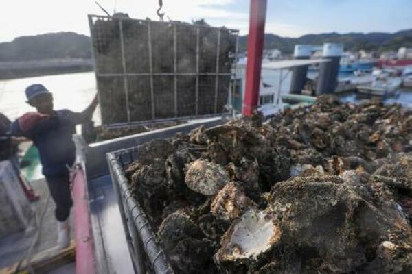 　広島県呉市沖で水揚げされた養殖カキ。大量死の影響でほとんどが商品にならないという＝１８日