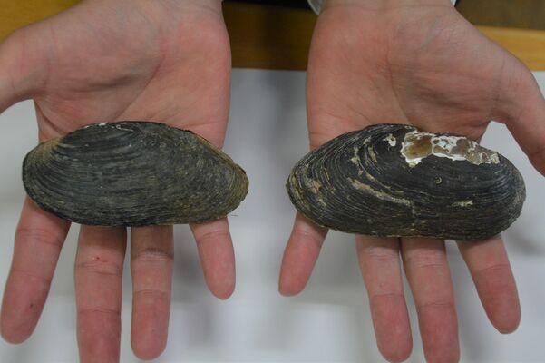 保全活動に取り組むカワシンジュガイ