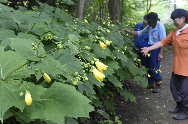 かれんな黄色い花を咲かせたキレンゲショウマ