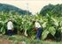 昭和40年代の葉タバコの収穫作業（町教育委員会提供）