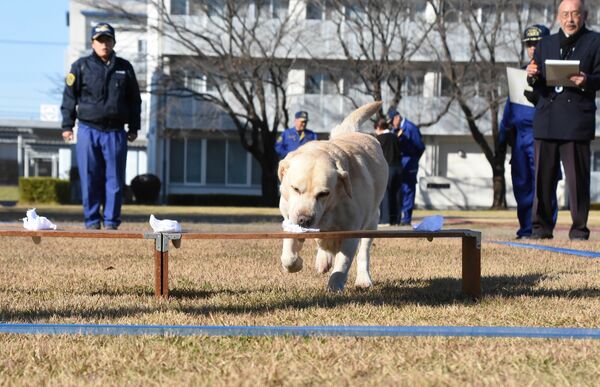 審査会で遺留品の臭いを嗅ぎ分ける犬＝25日午前、県警察学校