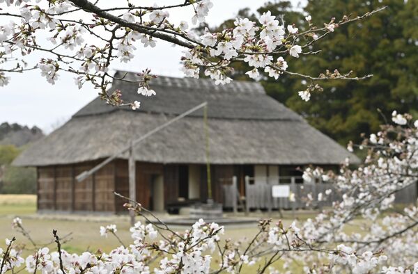 木によって二分咲き～満開の真岡市・桜町陣屋跡＝５日午後