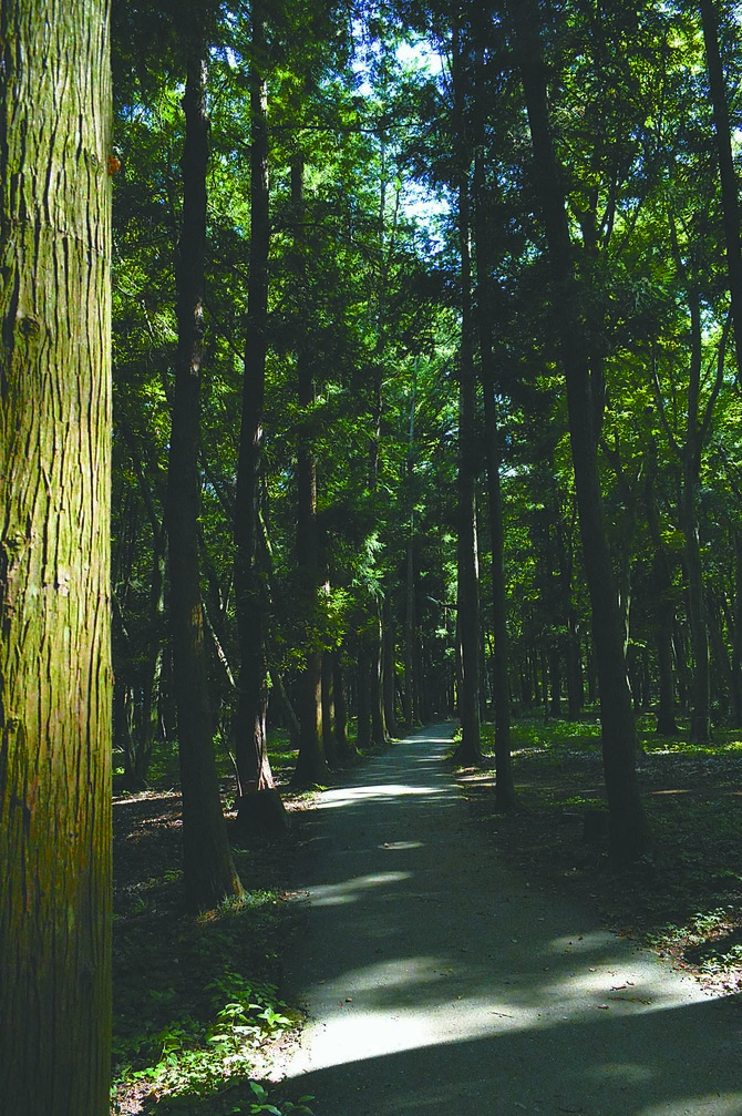 静寂に包まれる木立の中の細道