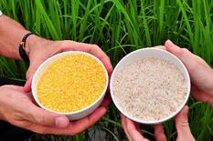 比の「黄金の米」、裁判続き普及せず