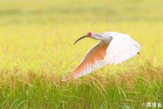トキの絶滅危険度を引き下げ