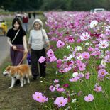 コスモス見頃です　120万本が彩る名所　高根沢の鬼怒グリーンパーク