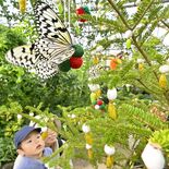 黄金のサナギが彩るツリー登場　優雅に舞うチョウとともに「不思議で、ずっ…