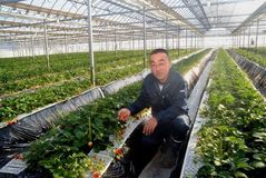＜126＞収穫量全国１位の本県イチゴ　赤く輝く　食卓の人気者　冬の豊富な日照で甘く