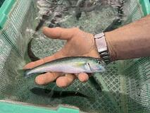 北海道でホッケ陸上養殖