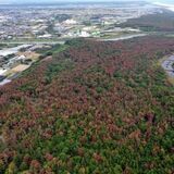 九州最大の人口松林に危機なぜ？　松くい虫増加、原因は不明　樹種転換の必要性も