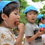 甘くて大粒口いっぱい　園児らの喜びの声ハウスに響く　日光の宝珠保育園