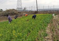 被災地支援続け かき菜収穫に汗