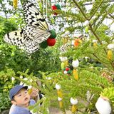黄金のサナギが彩るツリー登場　優雅に舞うチョウとともに「不思議で、ずっと見ていられる」　真岡・井頭公園