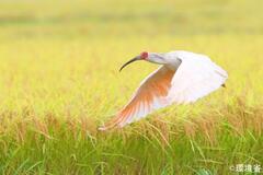トキの絶滅危険度を引き下げ