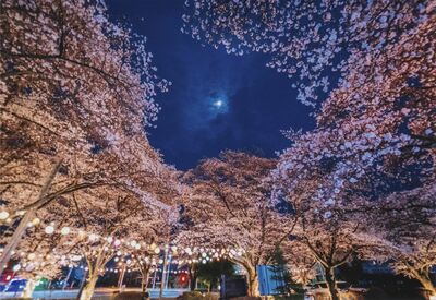 入選「おぼろ月夜の桜」永島聡（芳賀）