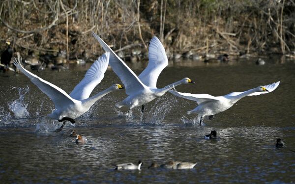 飛び立つハクチョウ