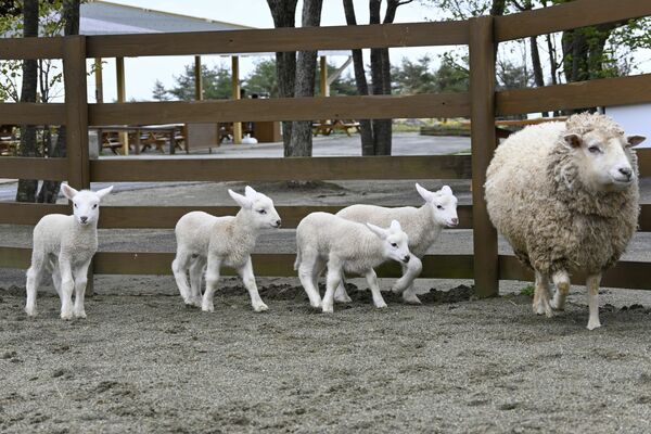 母ヒツジについて歩く４匹の赤ちゃん