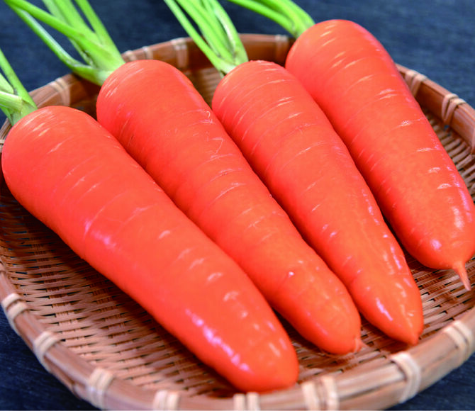 採れたての新鮮なニンジン