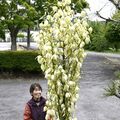 開花に30年以上...日光に珍しいキミガヨラン 「初めて見た」