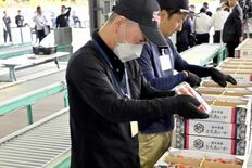 日本一のイチゴ産地・真岡で「とちあいか」出荷始まる　９月に突風被害、影…