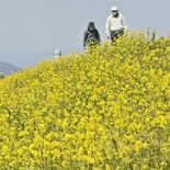 コウノトリもお花見？　渡良瀬遊水地の土手で菜の花見頃　３月下旬には桜と…