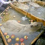 風呂に浮かべたリンゴむしゃむしゃ　那須どうぶつ王国、カピバラに冬の贈り物