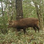 八溝山系でシカ４頭捕獲　栃木県と茨城、福島の協議会　３年目で初めて