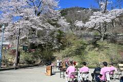 「実美桜」祭りで祝う