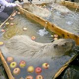風呂に浮かべたリンゴむしゃむしゃ　那須どうぶつ王国、カピバラに冬の贈り物